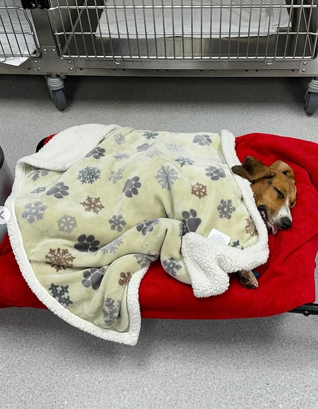 This Stray Beagle Lost a Leg, But Gained a Second Chance—How Losing a Leg Saved Her Life