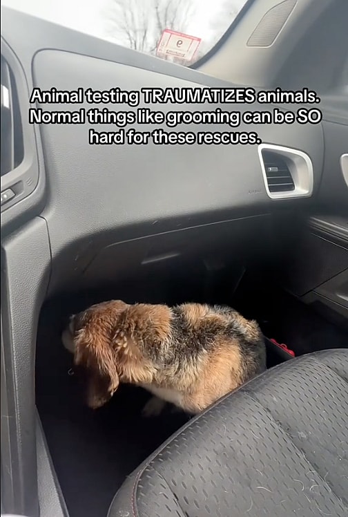 5 Years of Animal Testing Left This Beagle Traumatized—Now He Battles Panic Attacks