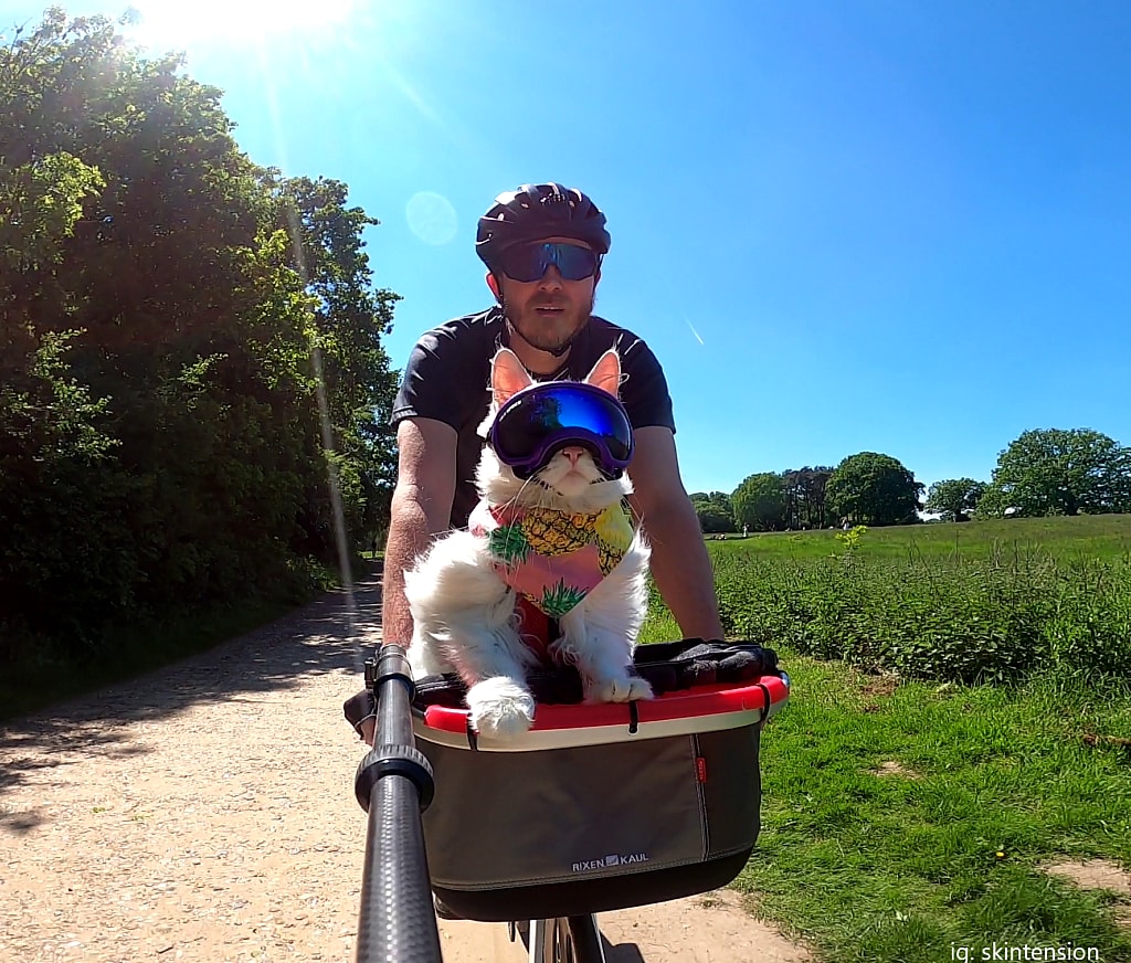 deaf cat loves to go bike riding