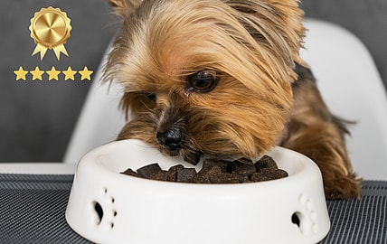 best dog food for yorkies