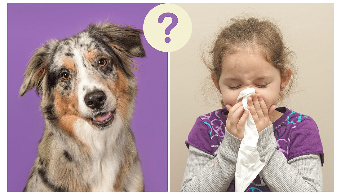 Australian Shepherds and Allergies 