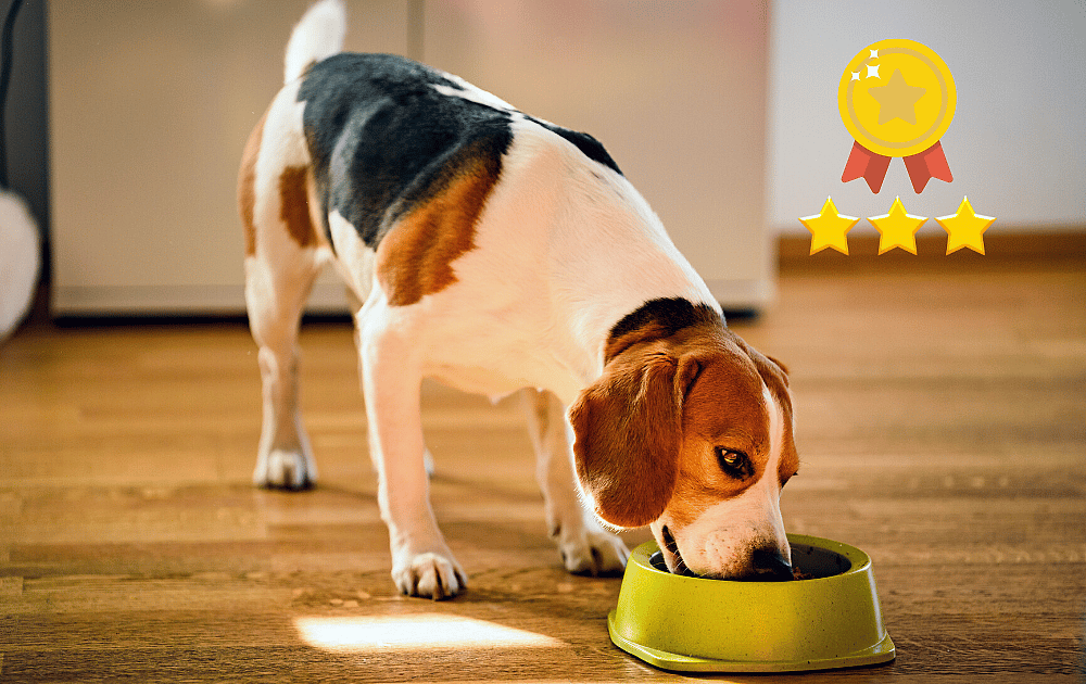 Best Dog Food for Beagles