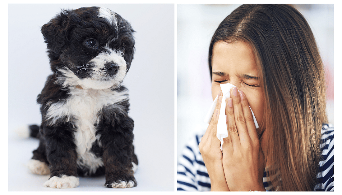 Are Bernedoodles Hypoallergenic
