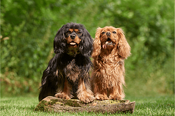 2 Cavalier king charles spaniels