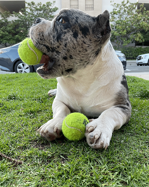 Ziggy the micro bully