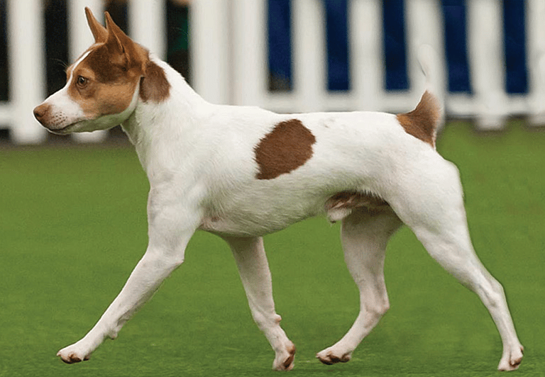 The Surprising Truth About the Australian Shepherd + 10 Other Dogs Bred Down Under: Tenterfield Terrier