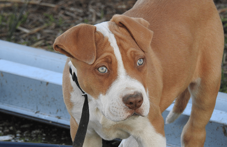 The Surprising Truth About the Australian Shepherd + 10 Other Dogs Bred Down Under: Bull Arab