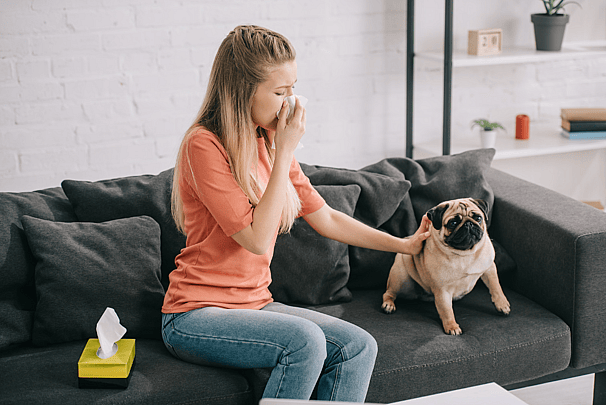 Are Bichon Frises Hypoallergenic: What Dog Breeds are the Least Hypoallergenic?