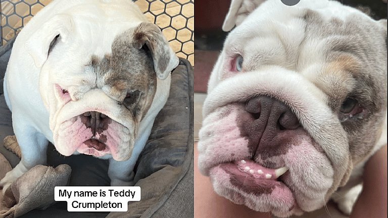 Owner Wants To Euthanize Bulldog For Being Obese, What Happens Next Saves Her Life