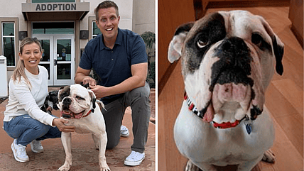 rocky kelly and winston their foster bulldog