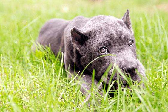 Gray Cane Corso
