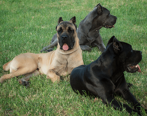Fawn Cane Corso