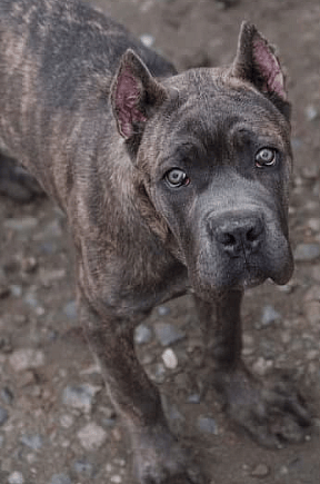 Gray Brindle Cane Corso