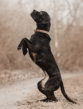 Black Brindle Cane Corso