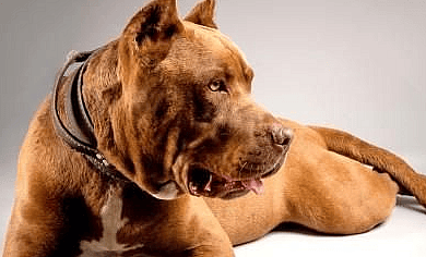 Red Cane Corso