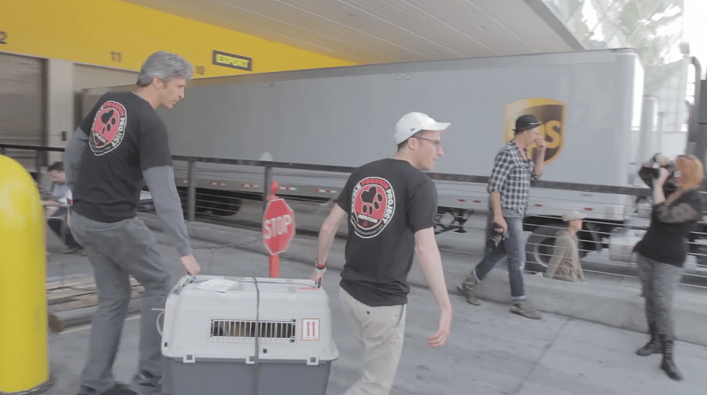 Beagles Who Spent Entire Life in Testing Lab