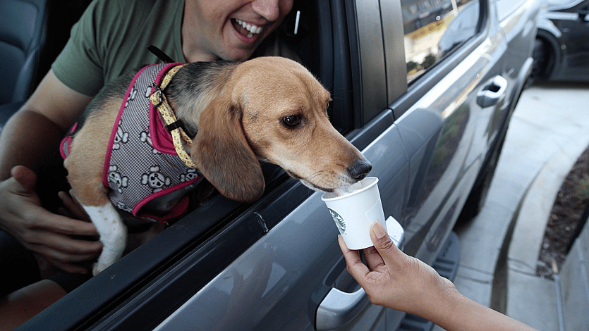 Beagle Who Spent Entire Life in Testing Lab having Puppucino