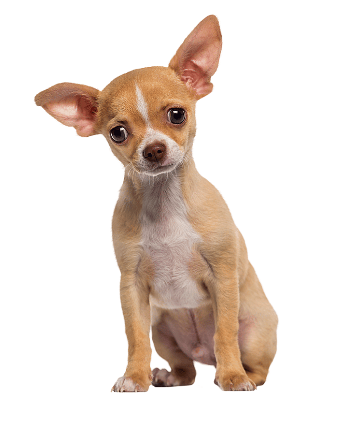 A Chihuahua