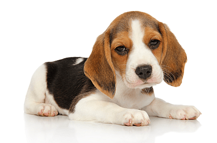 Beagle Puppy
