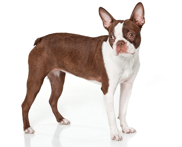 res boston terrier