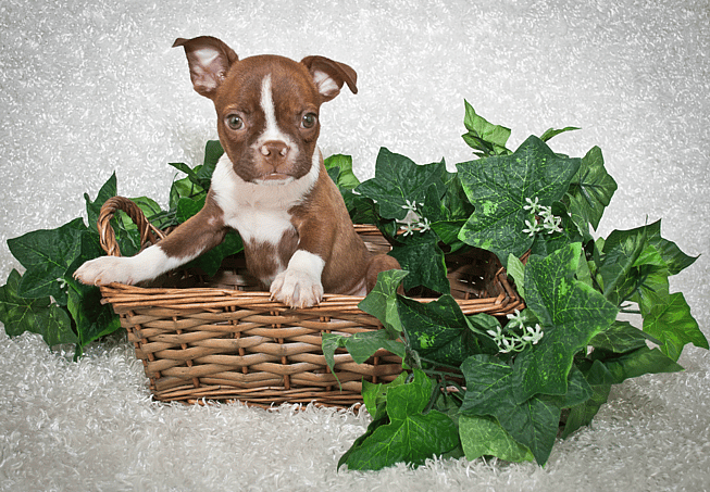 red boston terrier