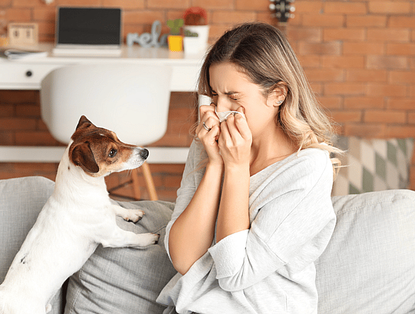 are golden retrievers hypoallergenic