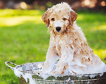 cavapoo getting bath