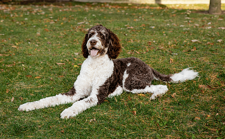 A Bernedoodle