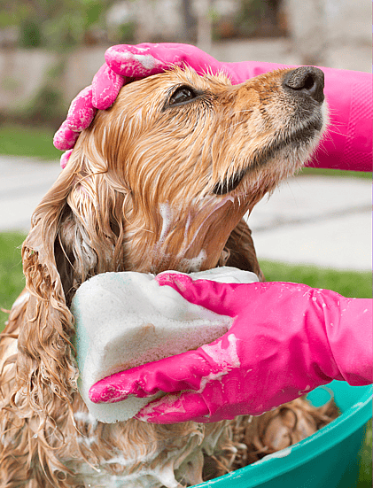 Cocker Spaniel getting bath - Are Cocker Spaniels Hypoallergenic?