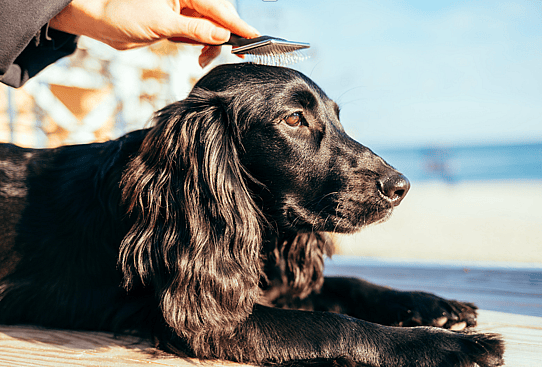 Brush a Cocker Spaniel Outside - Are Cocker Spaniels Hypoallergenic?