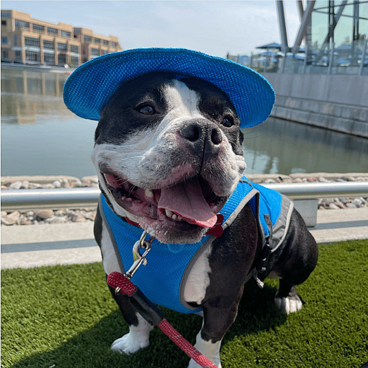 Mickey the micro bully