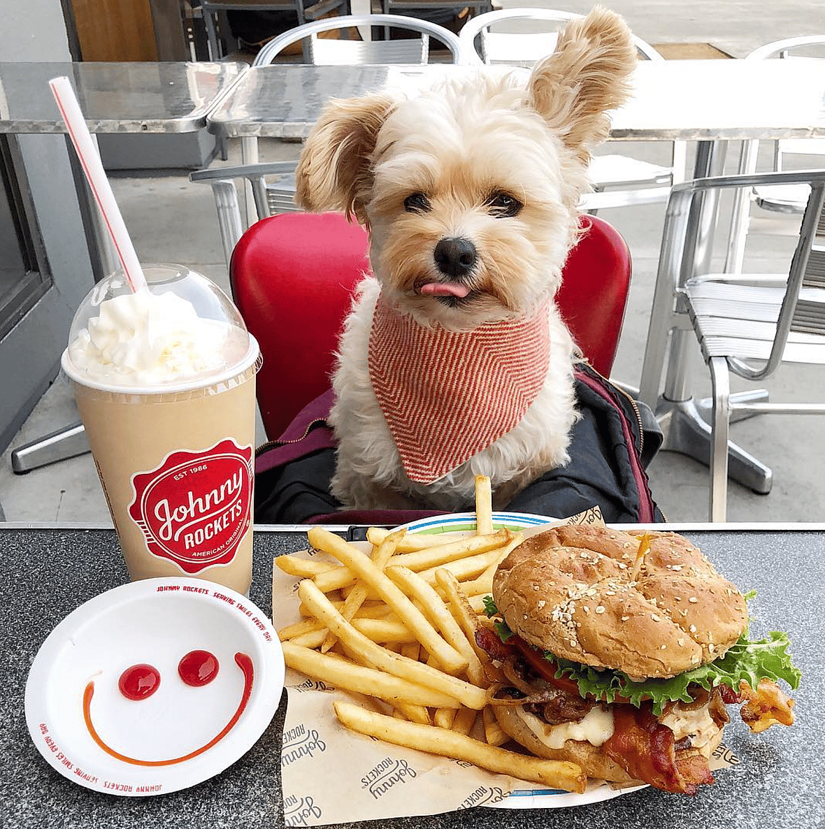 a pup at johnny Rockets 
