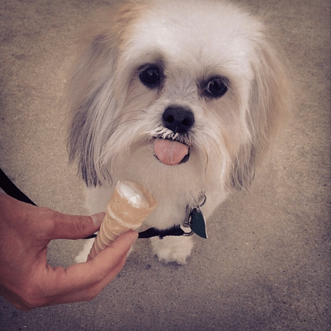 a pup havin Andy's Frozen Custard—a Puppy Cone