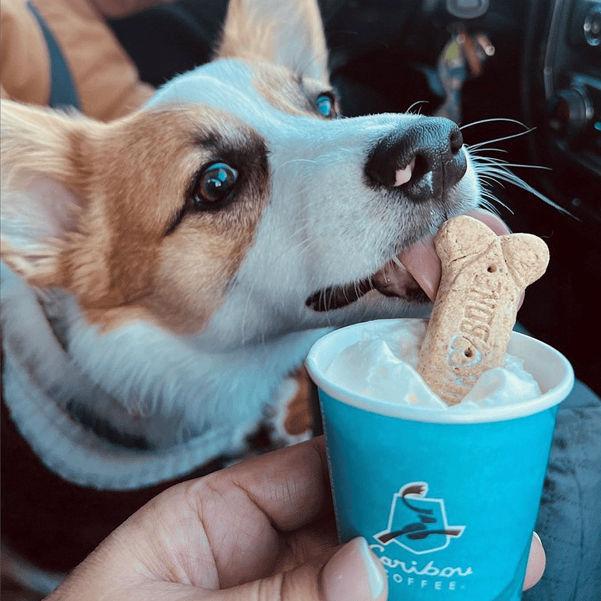 a corgi pup eating Caribbou pup cup