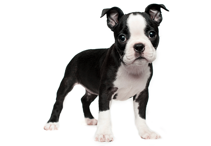 Boston Terrier Names