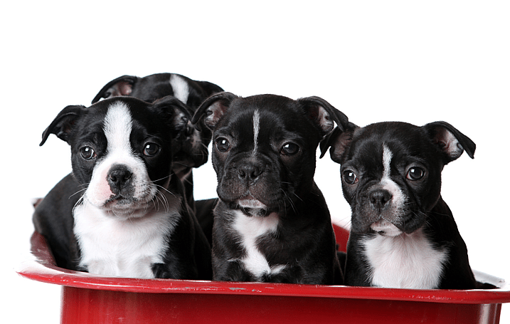 Boston Terrier Names