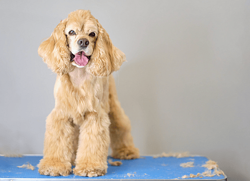 Do Cocker Spaniels Shed
