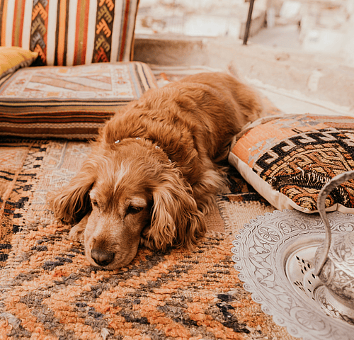 Your Guide To The Best Dog Shampoos