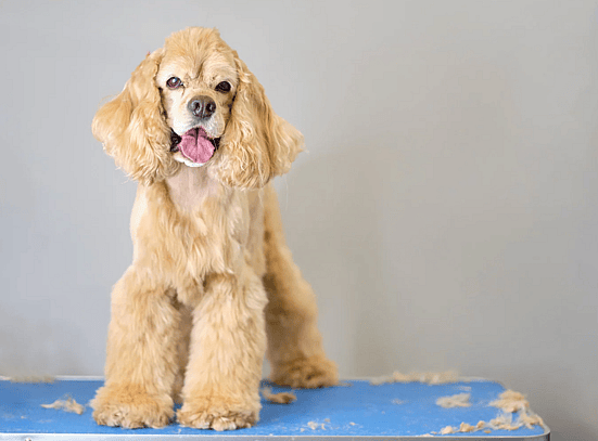 cocker spaniel  haircut