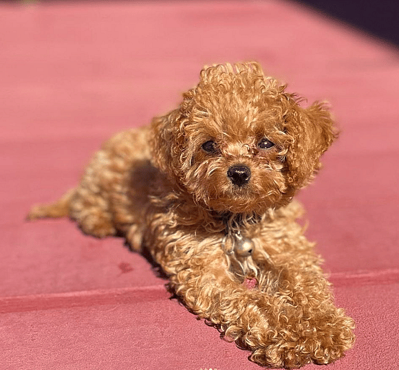 Mini Cavapoo
