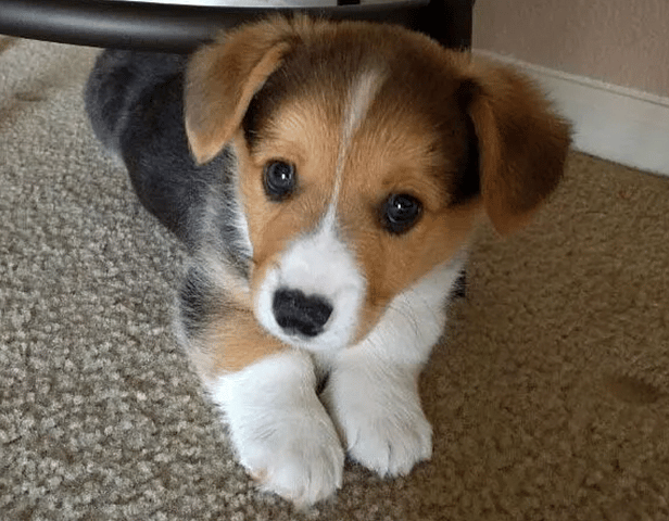 Beagle Corgi Mix Puppy