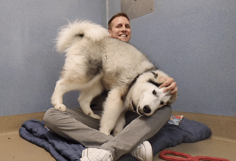 Alaskan Malamute Keeps Getting Returned To The Shelter