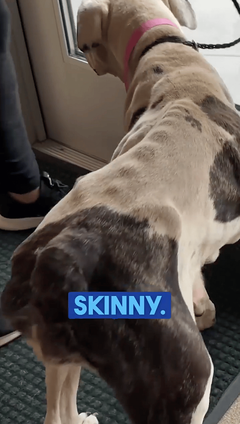 shelter dog makeover-grooming