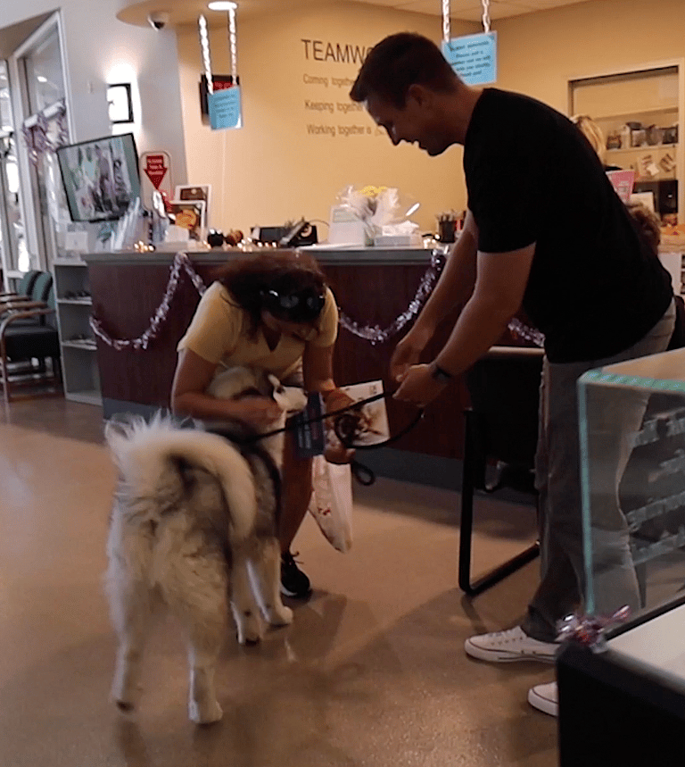 Malamute's Emotional Journey from Abandonment to Adoration