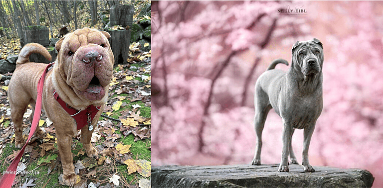 Aggressive Dog Breeds: Shar Pei