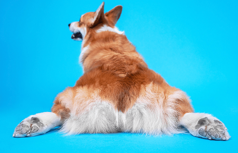 Corgi Tail Docking