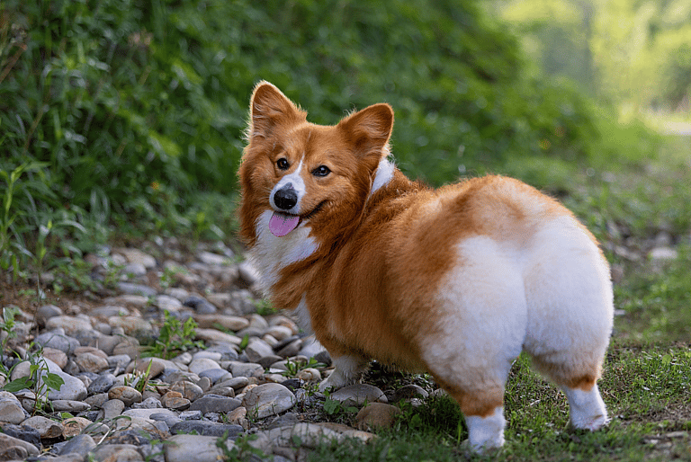 docking corgi tail