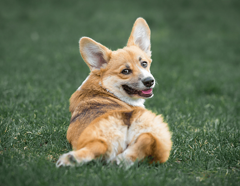 A corgi with docking tale