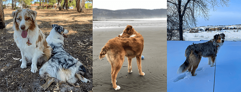 Australian Shepherds with Long Tails