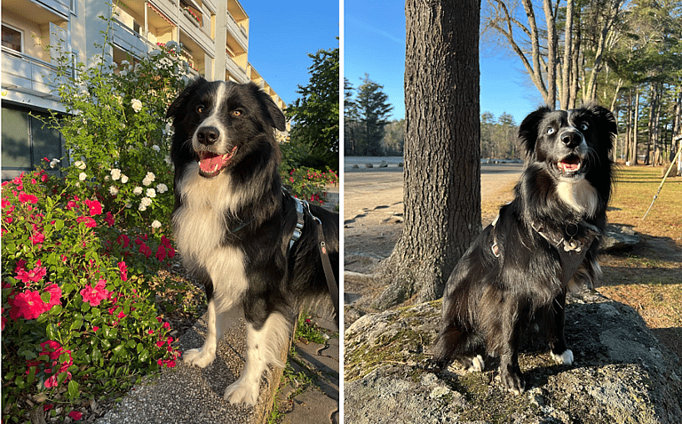 Blue Merle Australian Shepherds